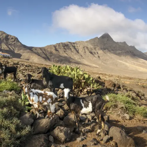 iStock-1407287652 Kopiecofete_result